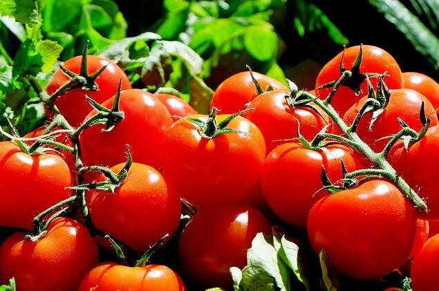 Türkiye’s Tomato Exports Flourish in 2023, Poised for Further Expansion in 2024