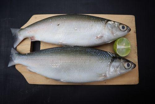 Taiwanese Milkfish Guide