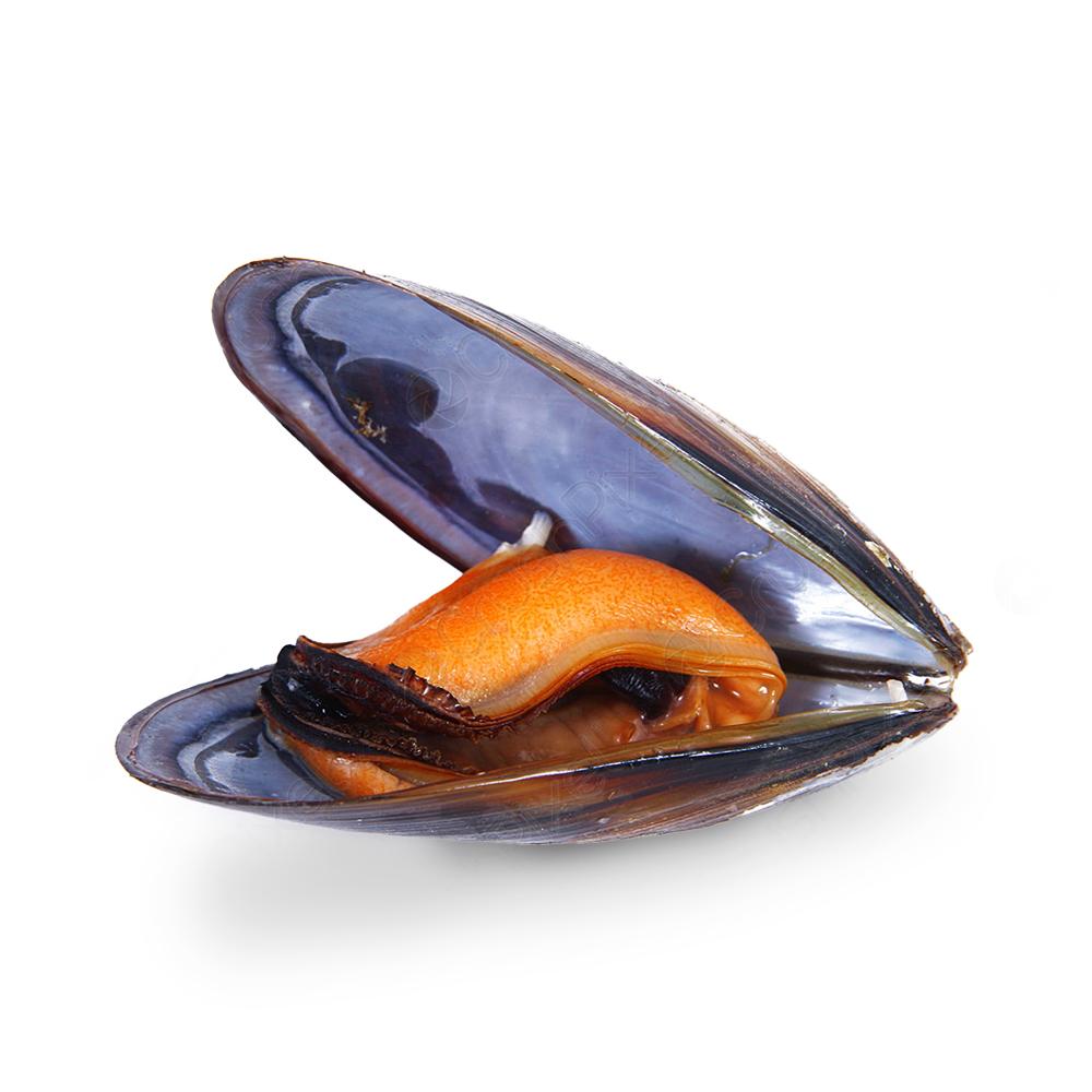 Mussel Prices Dropped 16.67% MoM in Jul-24 in Italy Amid Increased Supply