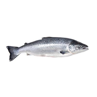 Italian Salmon Prices Increased by 3% WoW in W30 Due to Seasonal Factors and Rising Demand