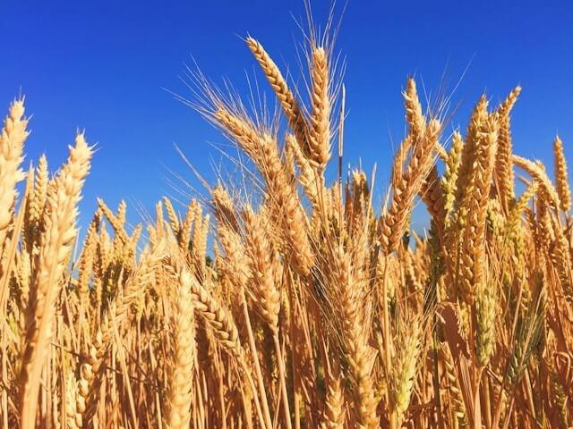 Challenges Loom as Australia Kicks Off Wheat Planting Season