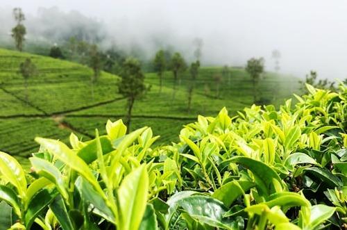 Sri Lanka Ceylon Tea Production and Exports: 2023