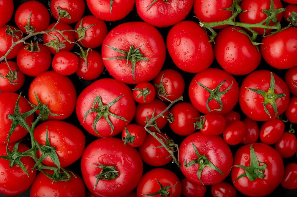 Shifting Tides: Moroccan Tomatoes Outpace Spanish Competitors in the British Market