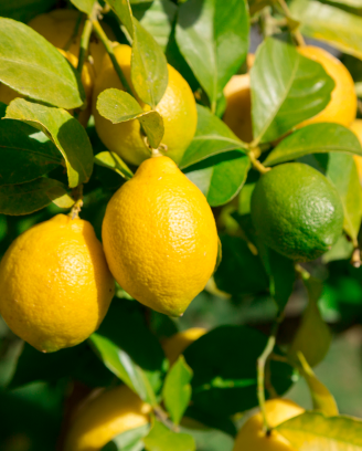 Turkish Lemon Guide