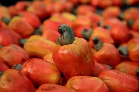 Nigeria's Surging Cashew Production and the Potential for the Processing Industry