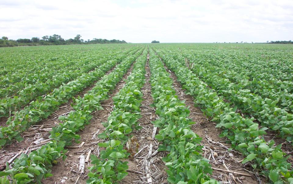 High Quality Argentine Soybean