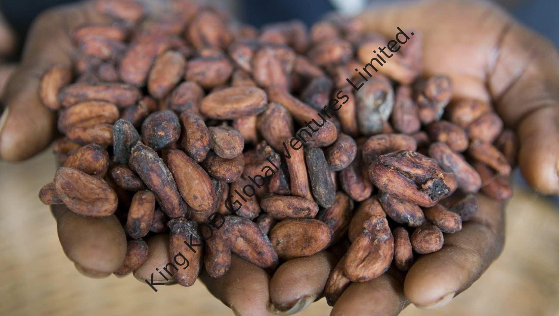 KOD High Quality Cocoa Beans