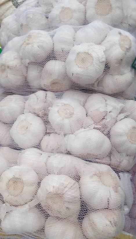 Garlic
