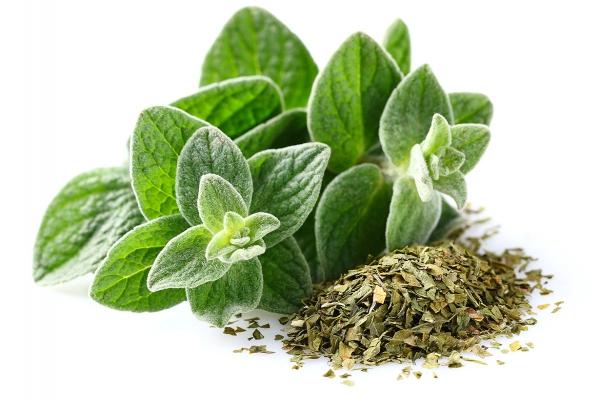 oregano