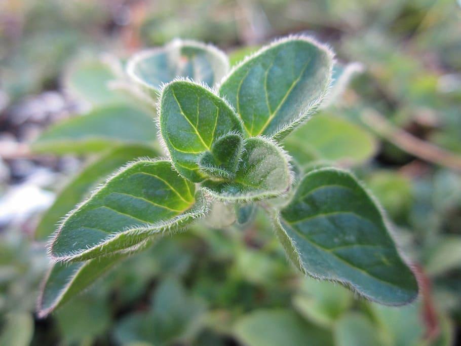 marjoram