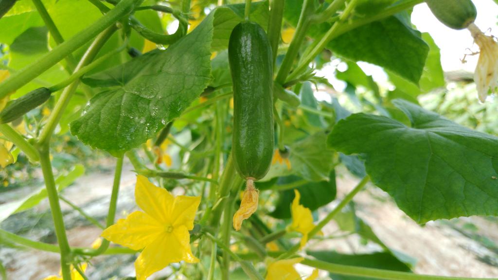 Baby Cucumber