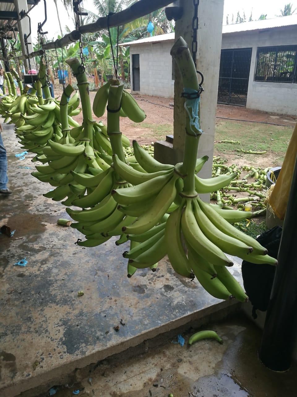 green plantain