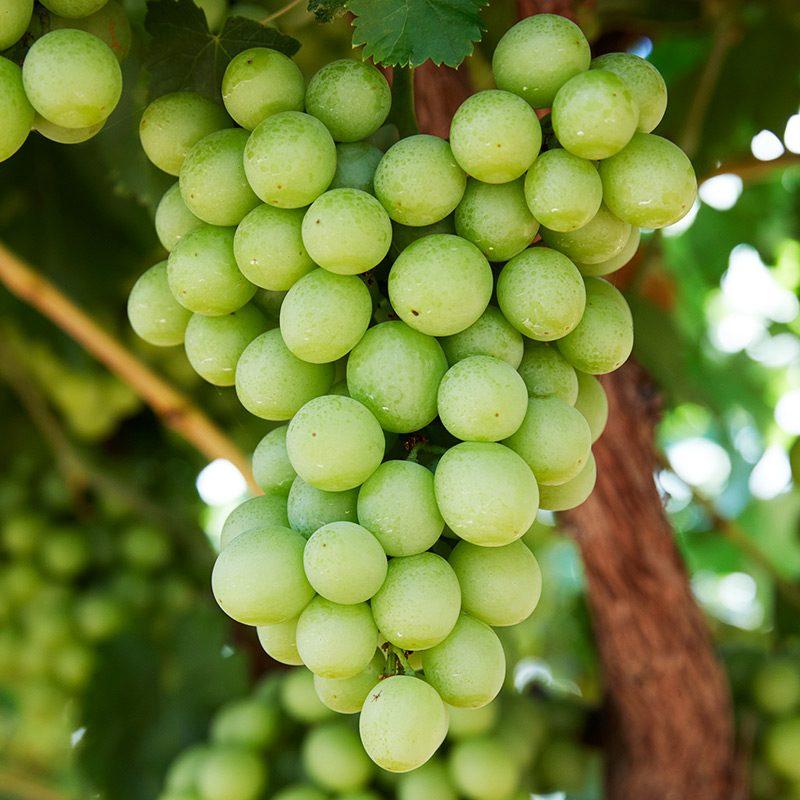 Autumn Crisp Grapes