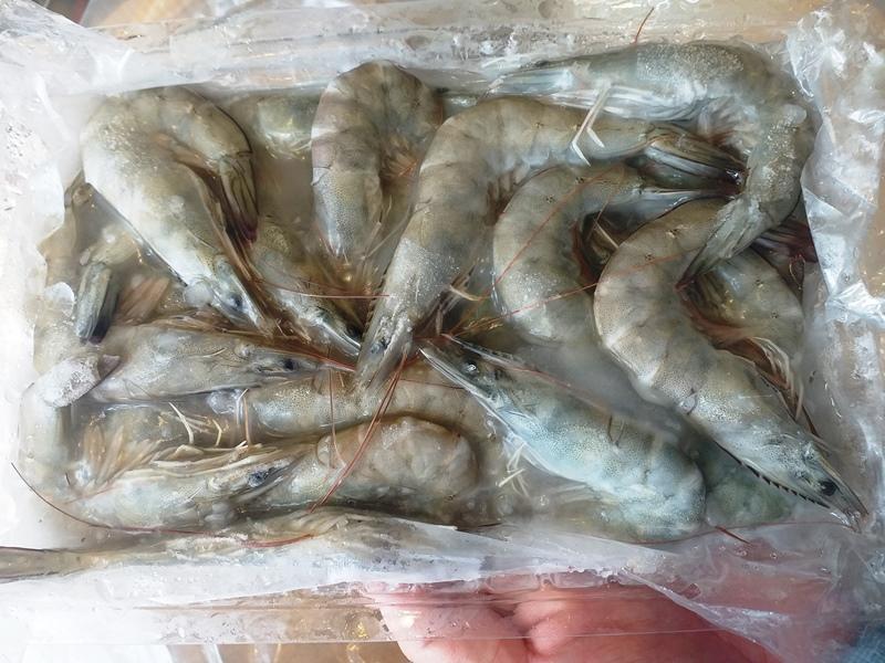 RAW BLACK TIGER SHRIMP HOSO