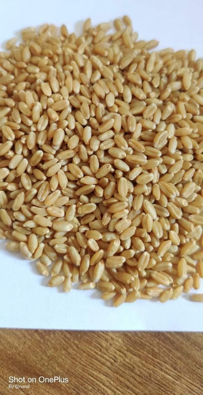 Wheat