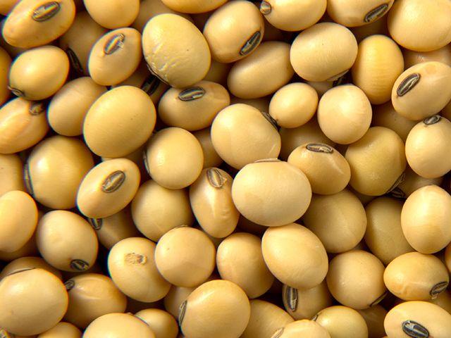 Chickpea