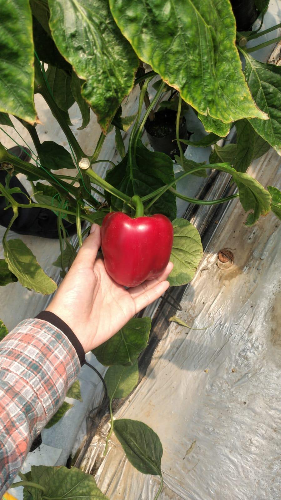 Fresh Paprika / Bellpepper