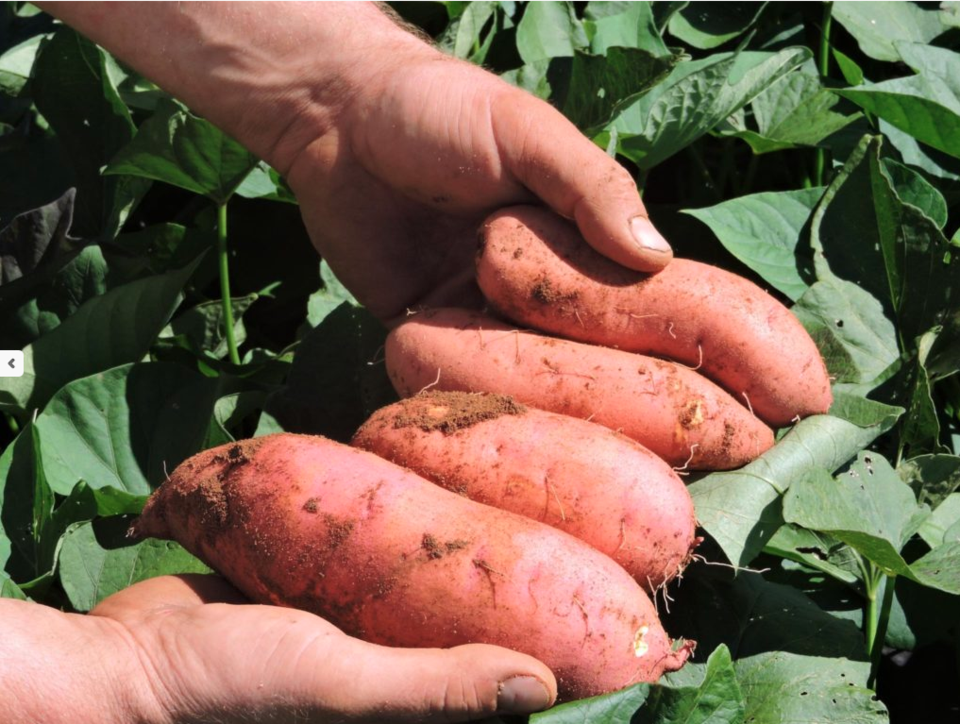 Sweet Potato