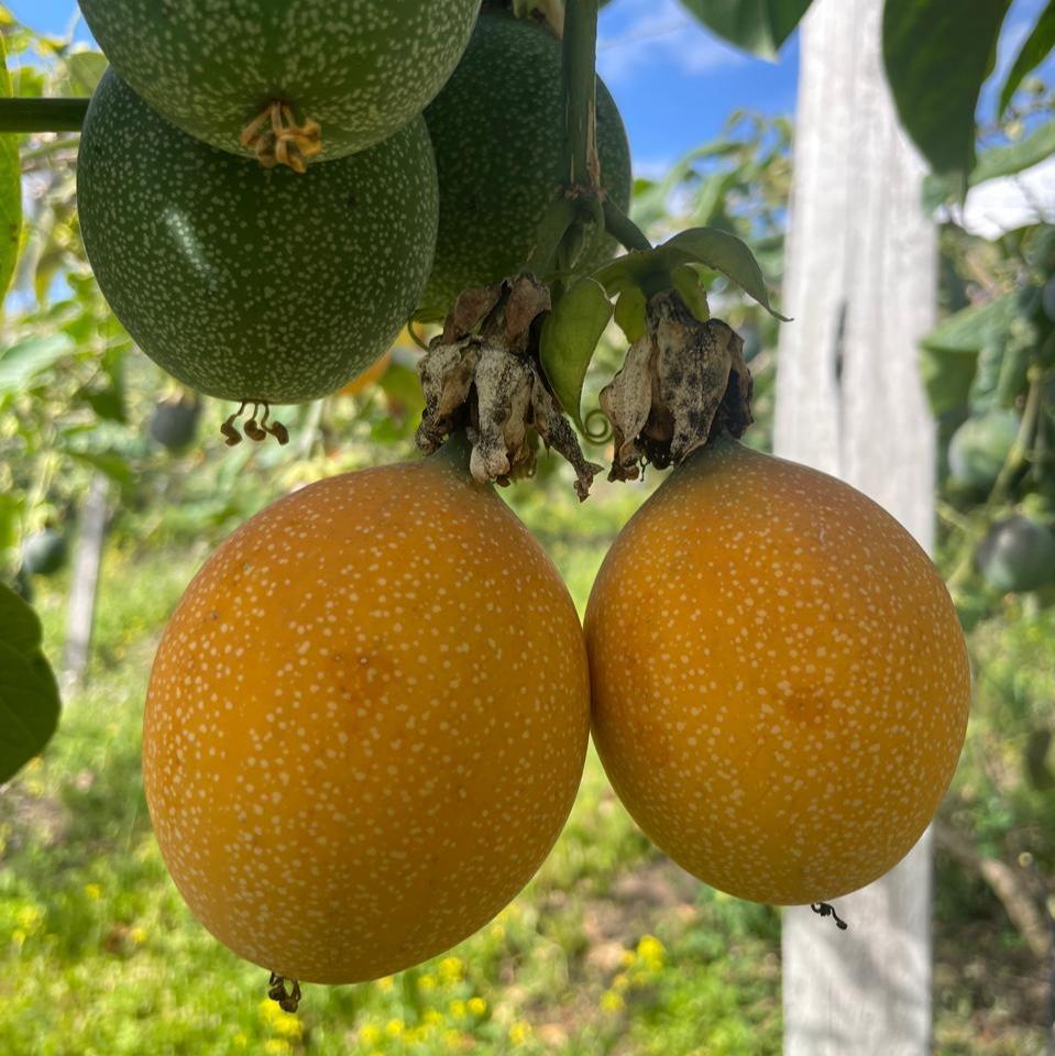 Passion Fruit (Granadilla) Ecuador