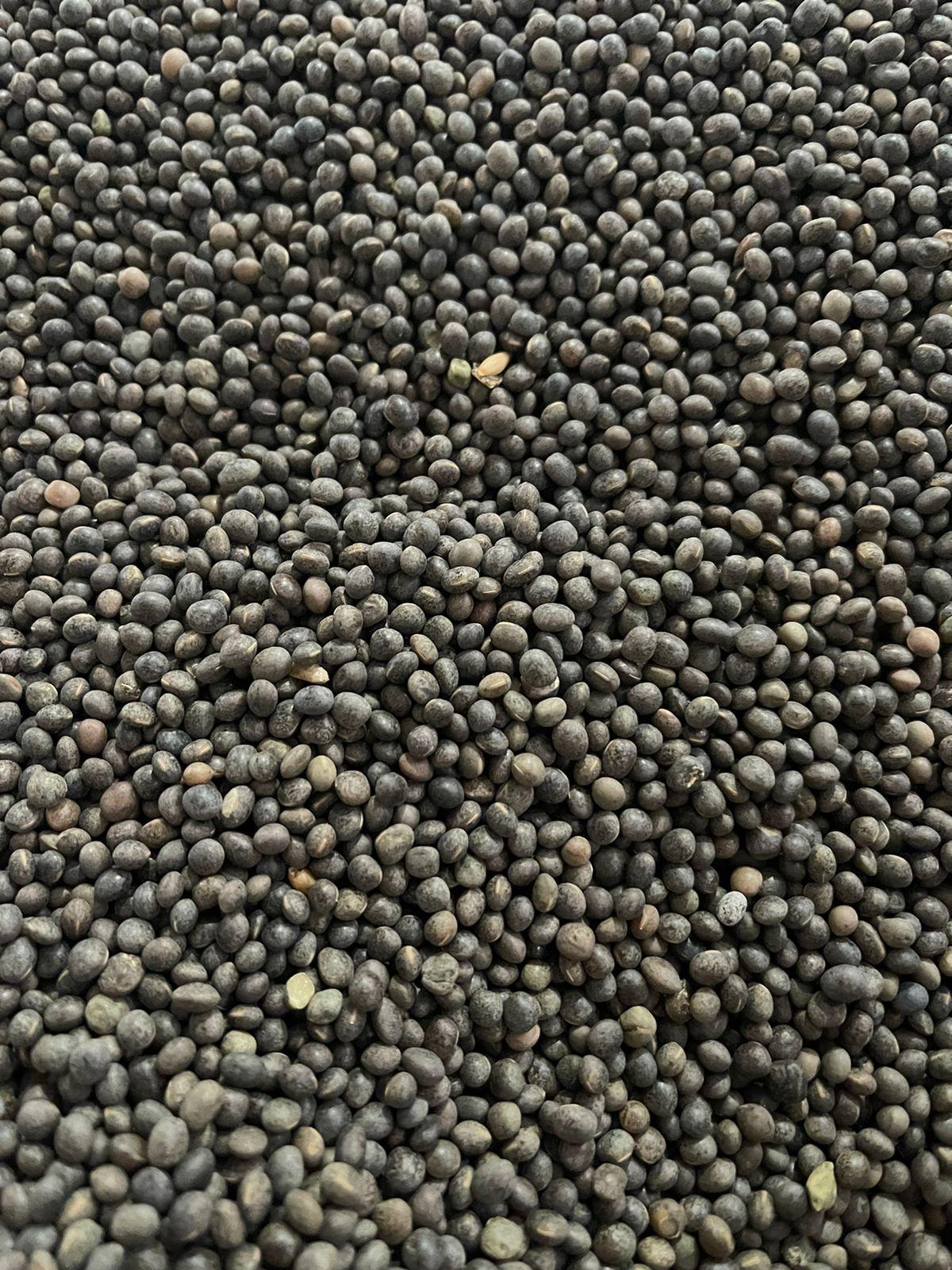 Vetch