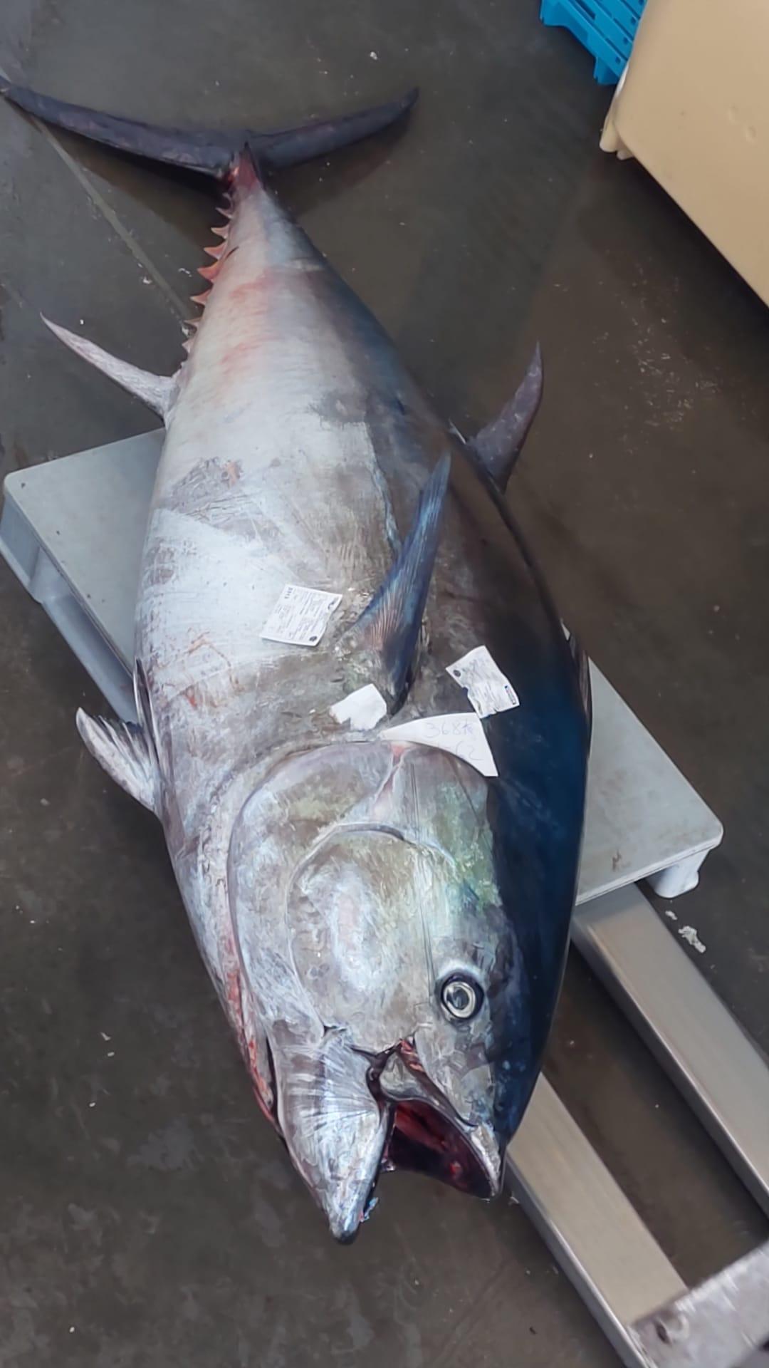 Thunnus alalunga