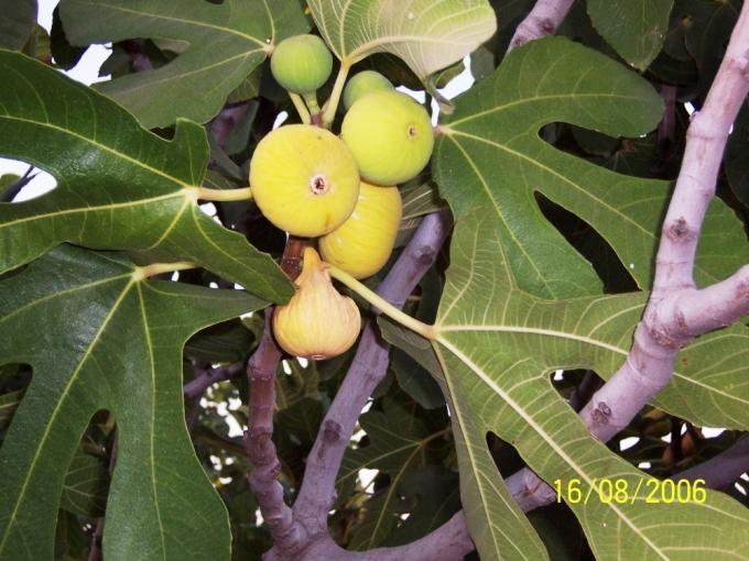 Dried Fig
