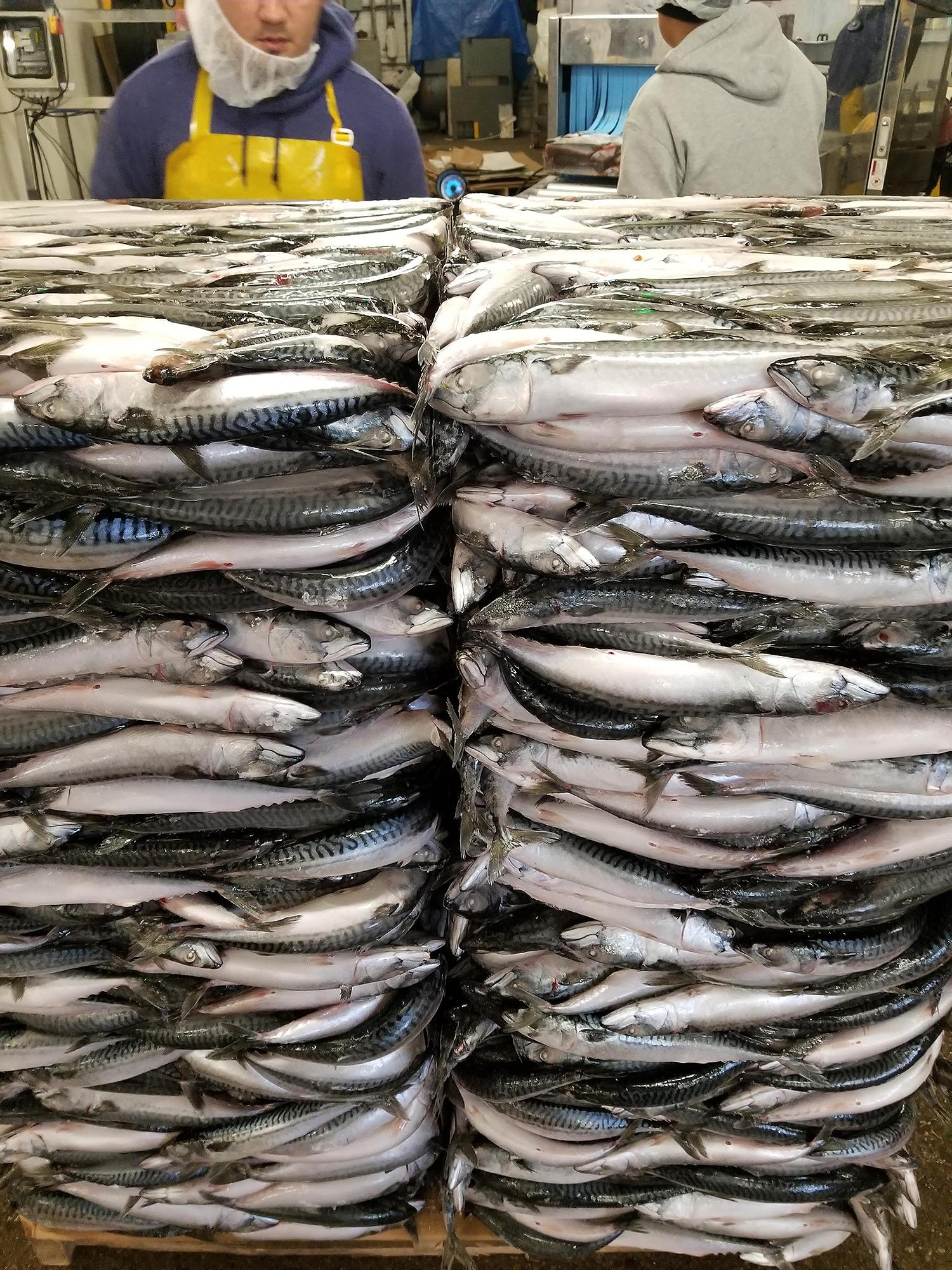 Fresh Mackerel