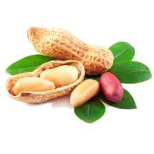 Groundnut