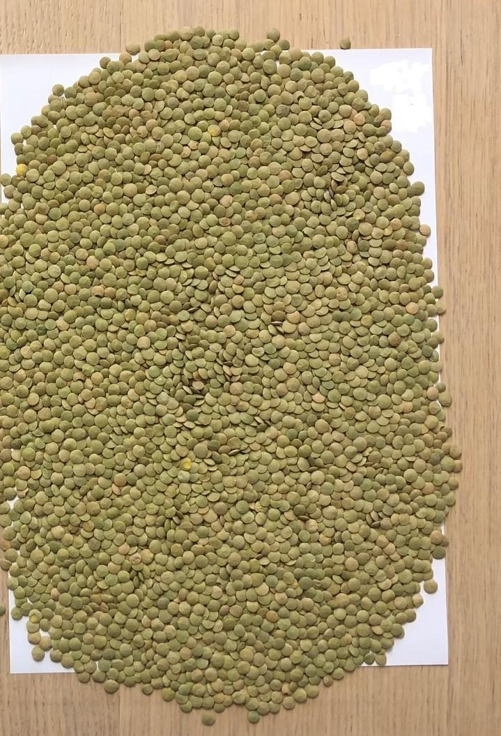 Green Lentils