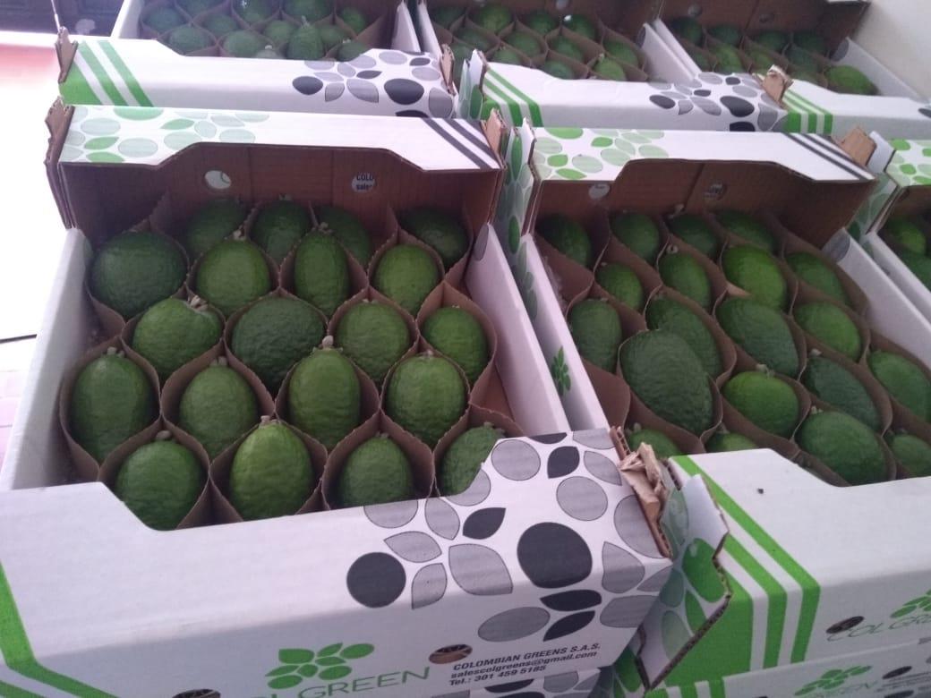 FEIJOA