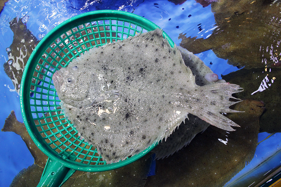 Abalone(Awabi)