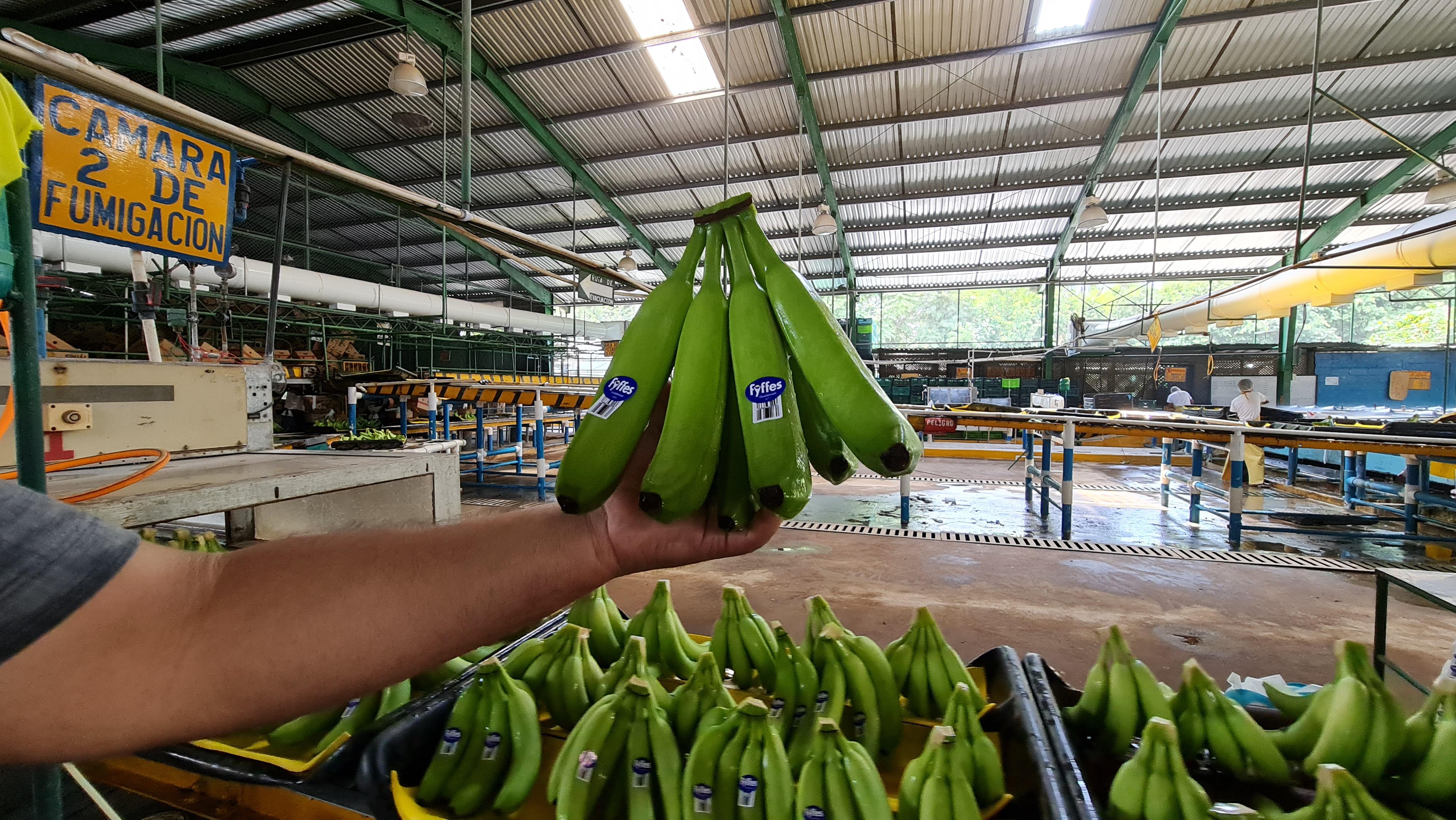 Banana