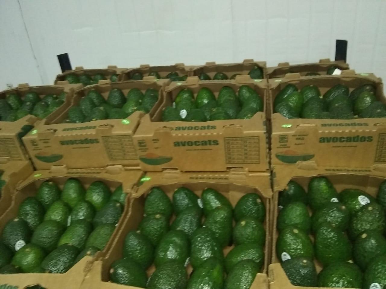 Avocado Hass From Mexico, Michoacan.