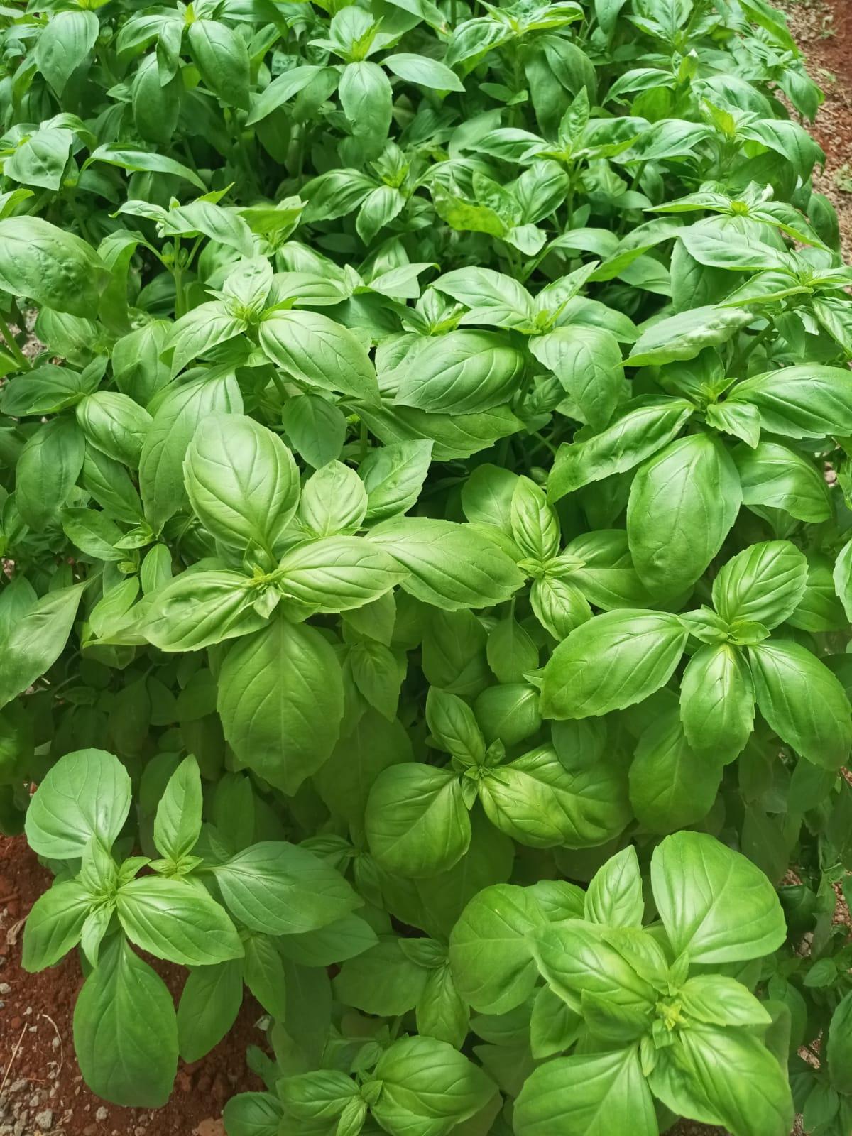 Basil