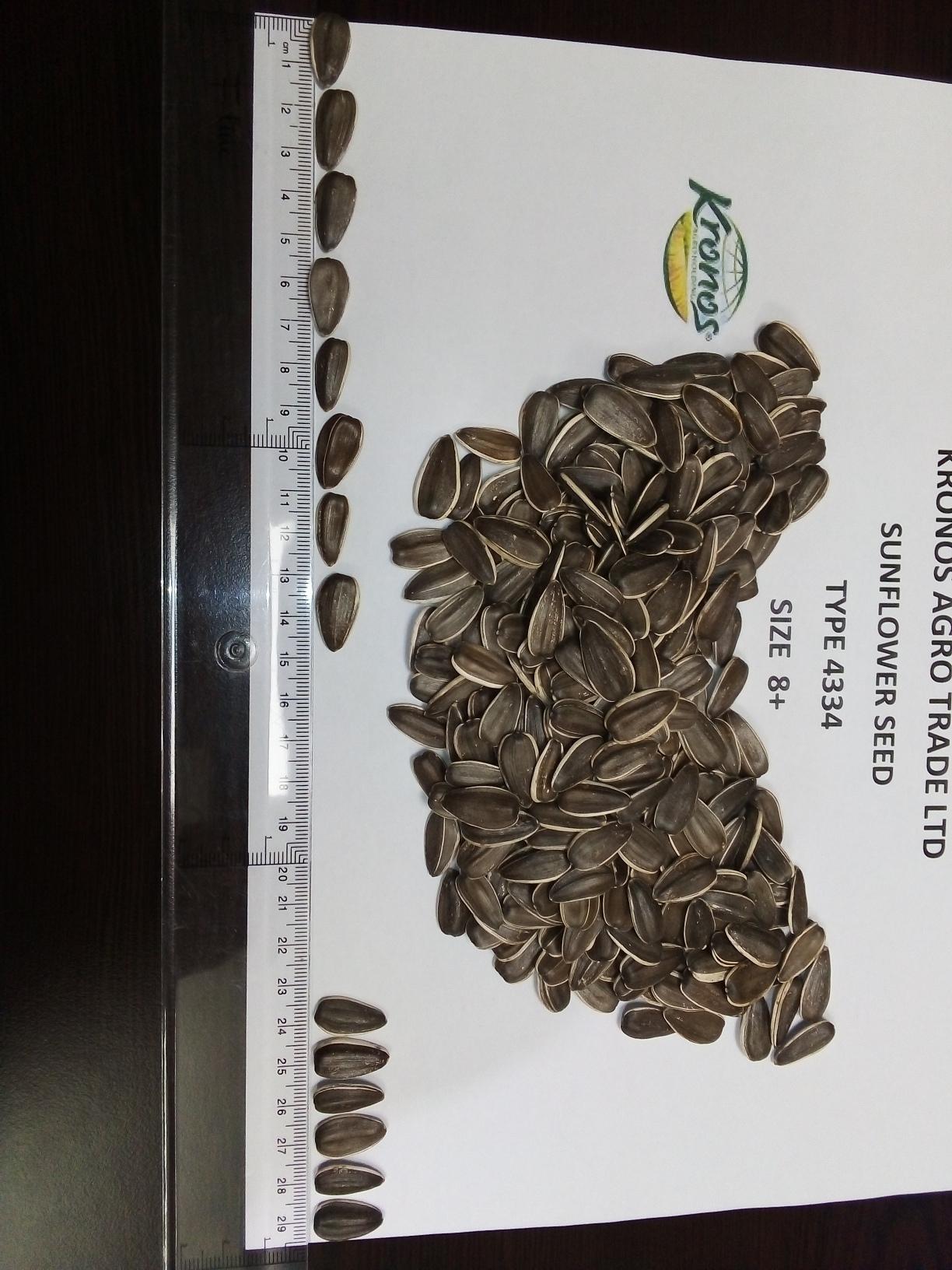 Raw Rapeseed