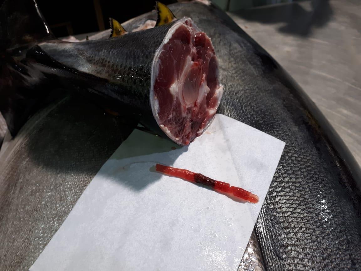 FRESH YELLOWFIN TUNA HG