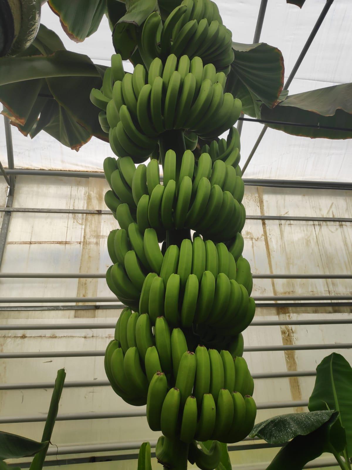 Fresh Banana