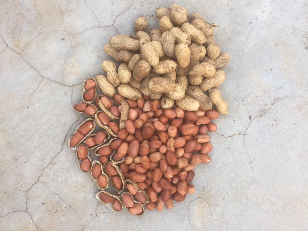 Shea Nuts