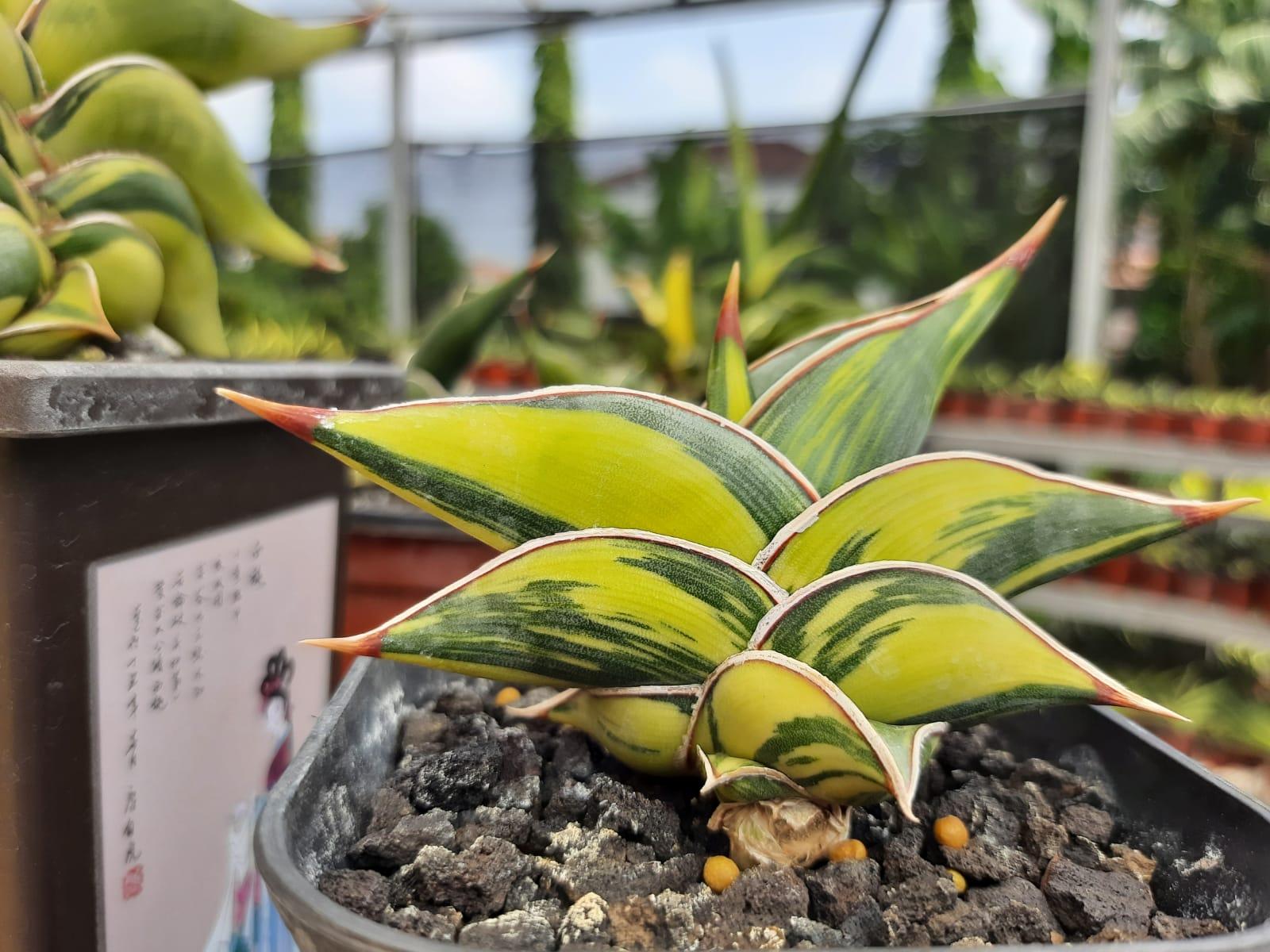 Sansevieria / Snake Plant