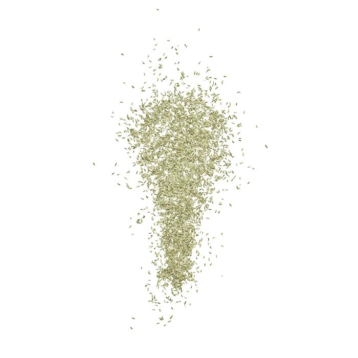 Fennel Seed