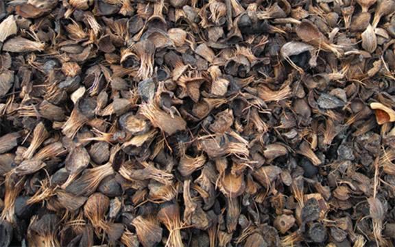 Palm Kernel Shell