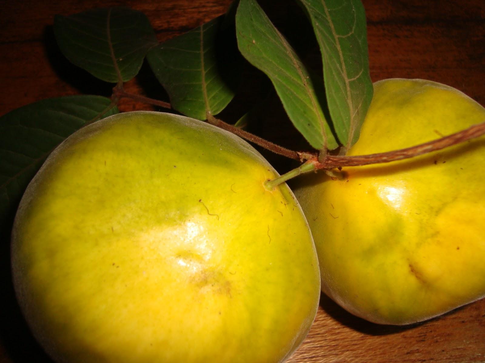 Fresh Guava