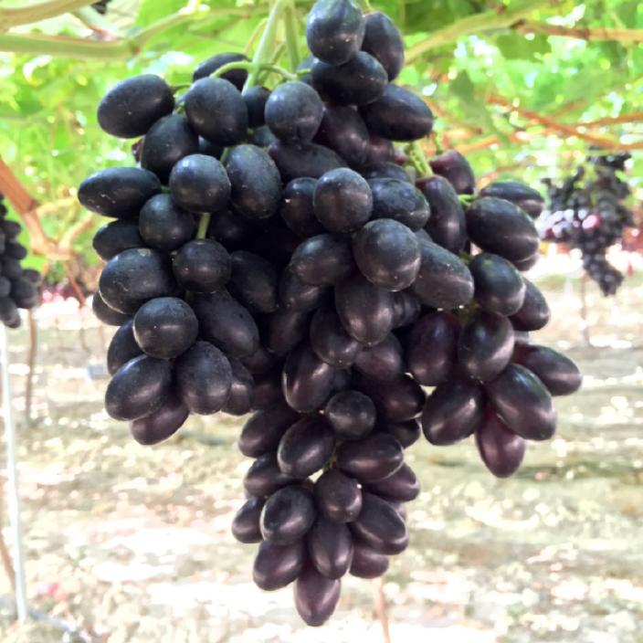 Fresh Grape