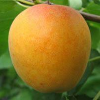 Apricot