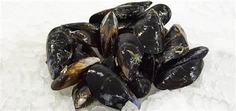 Fresh Mussel