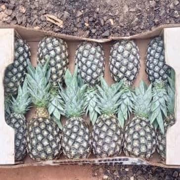 Fresh pineapples - Benin Sugarloaf