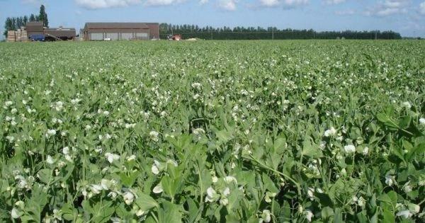 Dried Green Pea