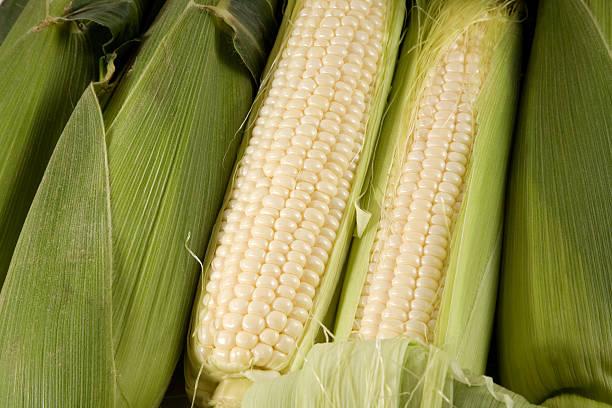 WHITE CORN GMO FOR HUMAN