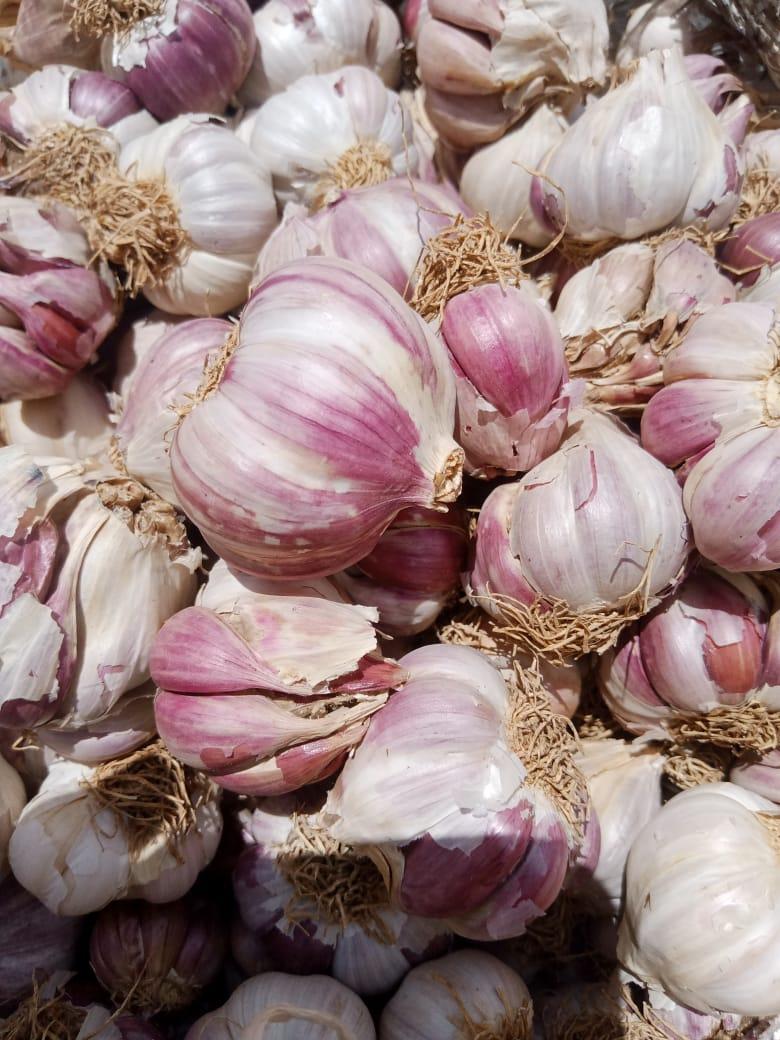 Garlic