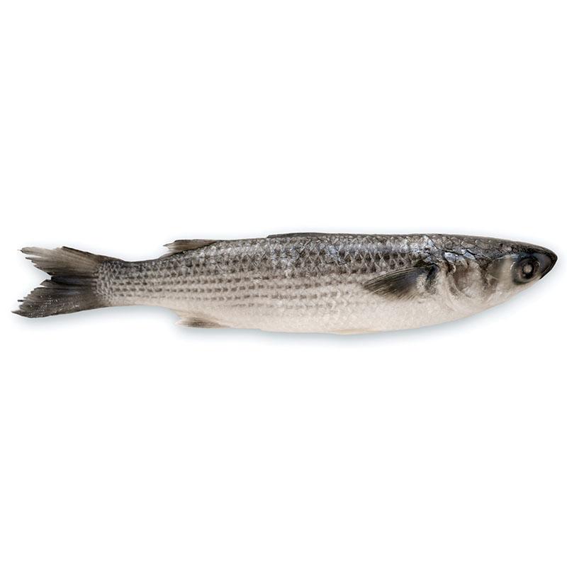 Grey Mullet